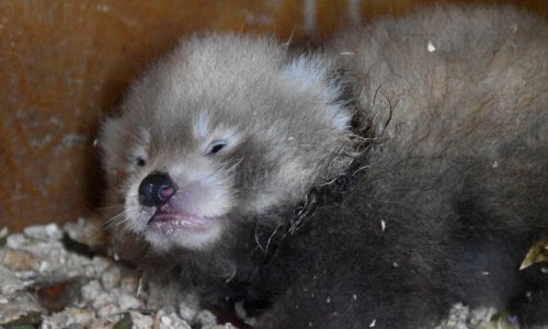 Birth of endangered red panda cub at UK zoo a ‘symbol of hope’