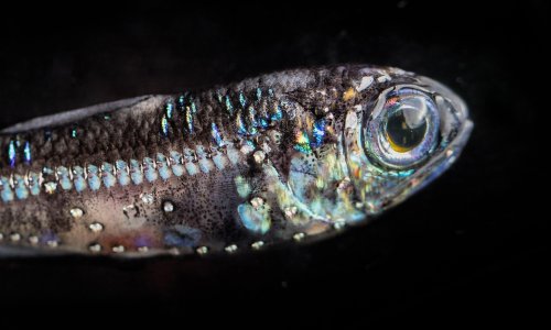 In the ocean’s twilight zone, a fish that could feed the world – or destroy it
