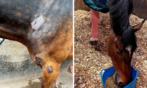 Police horse injured in dog attack in London’s Victoria Park
