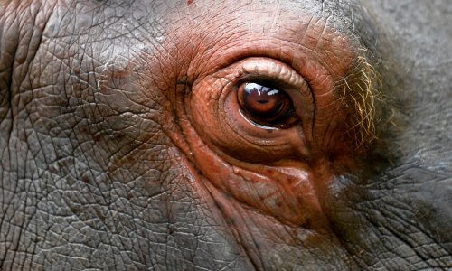Can humans ever understand how animals think?