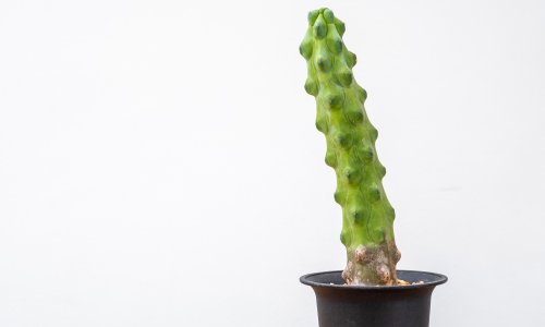Houseplant of the week: blue candle cactus
