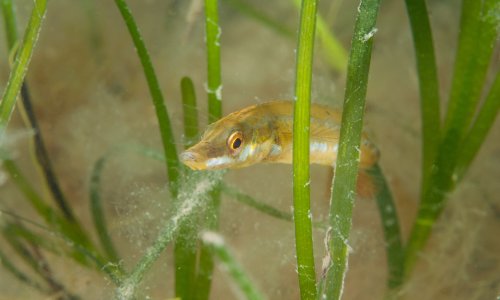 'Catastrophic': UK has lost 90% of seagrass meadows, study finds