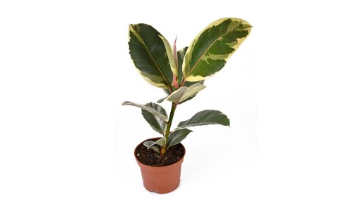 Houseplant of the week: variegated rubber plant
