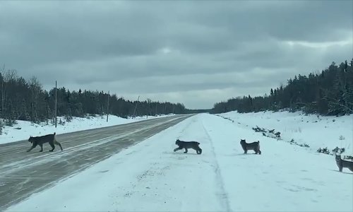 Canada driver captures rare sighting of mother lynx and her kittens