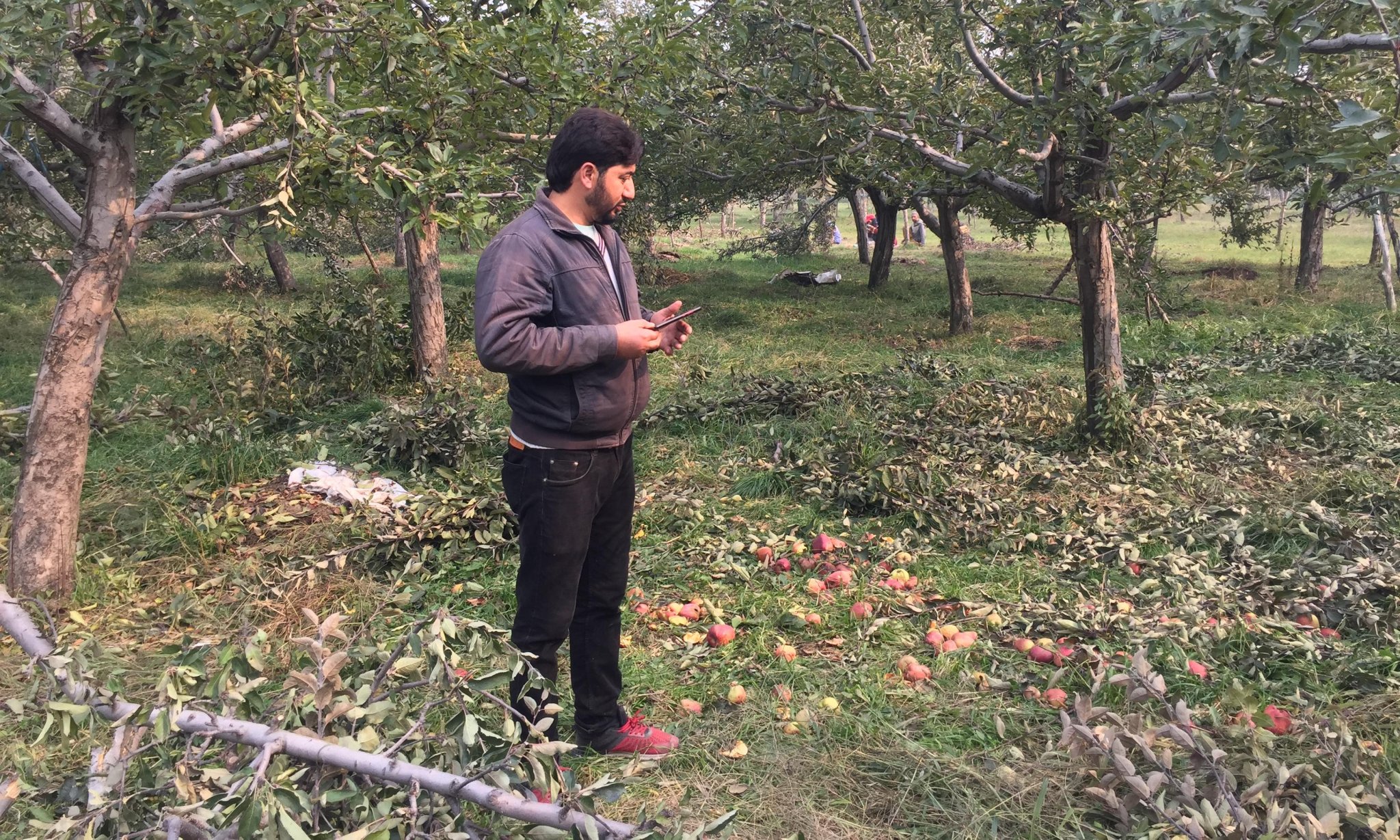 India’s apple farmers count cost of climate crisis as snow decimates crops