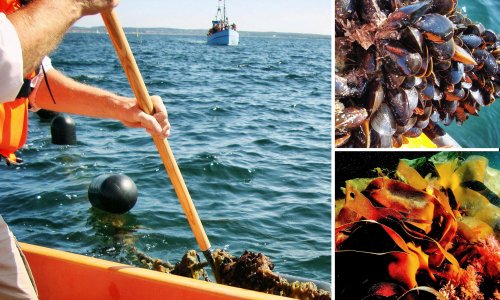 Grow your own mussels: the new phenomenon of sea allotments