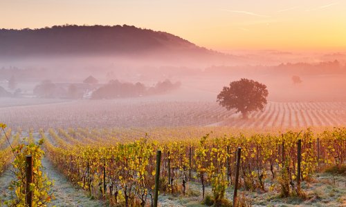 Sparkling Surrey: England's first vineyard hotel