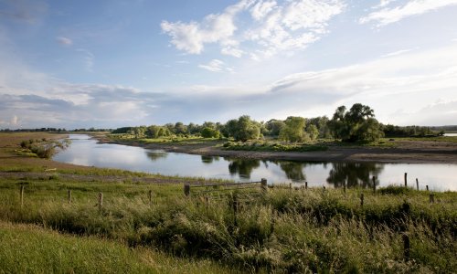 ‘This is what a river should look like’: Dutch rewilding project turns back the clock 500 years