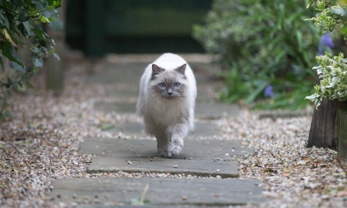 Cats track their owners’ movements, research finds