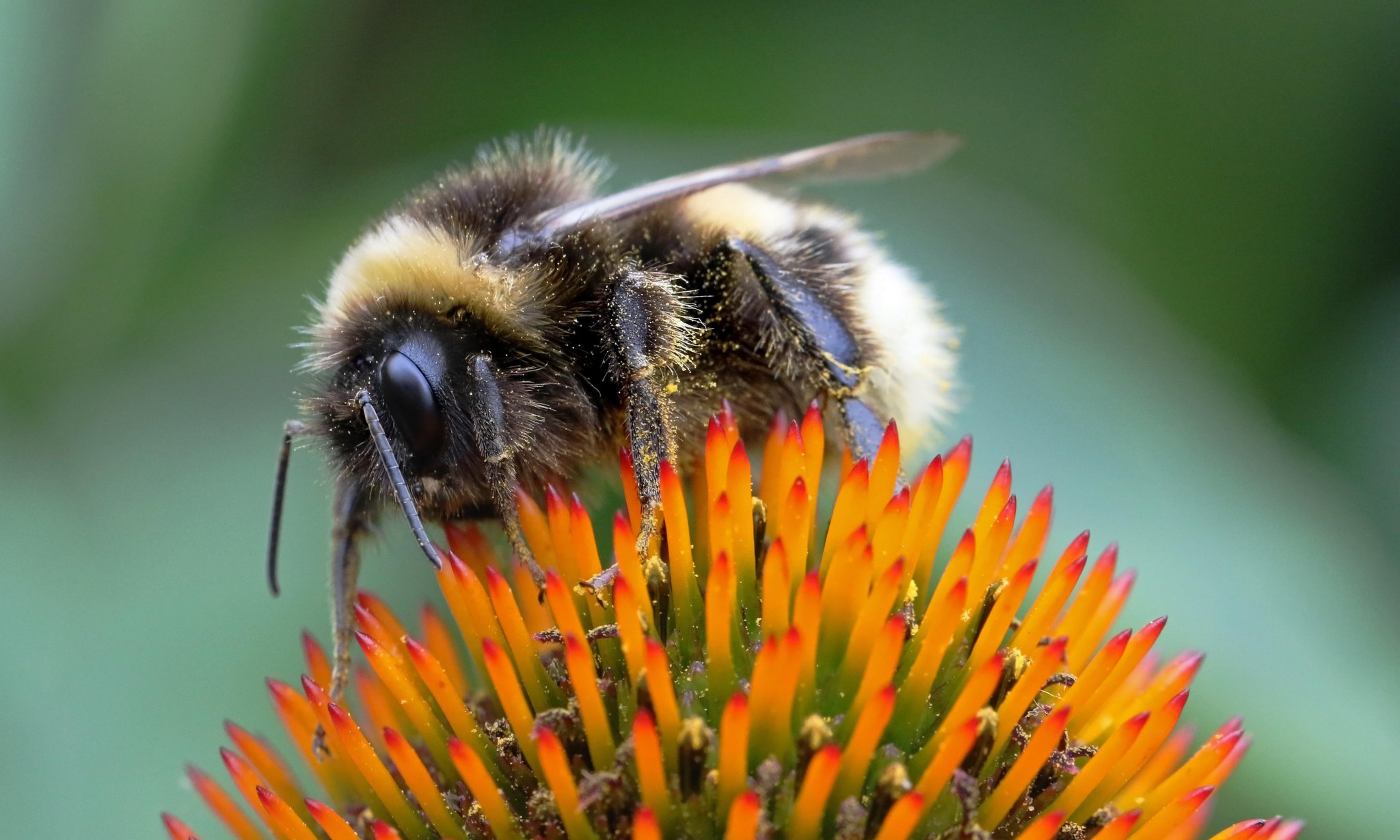 From badgers to bumblebees: how drought is affecting Britain’s wildlife