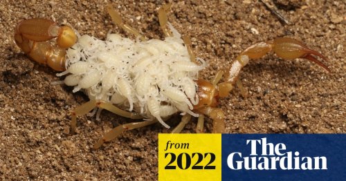 ‘These kids can find anything’: California teens identify two new scorpion species