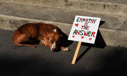 Out fur a cause: dogs add bark to Women's March against Donald Trump