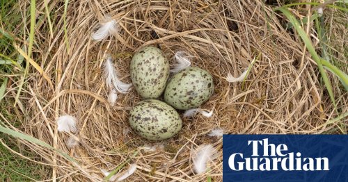 Collecting ‘gourmet’ eggs from black-headed gulls should be banned, says RSPB