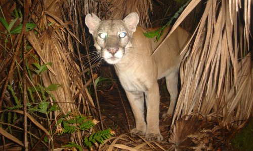 How a landmark bill and a small patch of land could save Florida’s panthers
