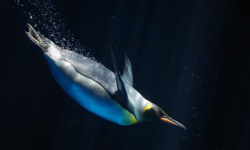 Ten Birds That Changed The World By Stephen Moss Review On A Wing And Ten Birds That Changed The World By Stephen Moss Review On A Wing And