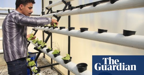 The pharmacist who sells onions: Palestinians go hydroponic in Jordan’s ‘Gaza camp’