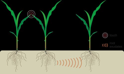 Plants 'talk to' each other through their roots