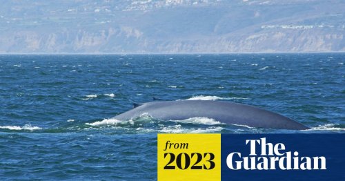 Deep sea mining noise poses harm to blue whales, scientists warn