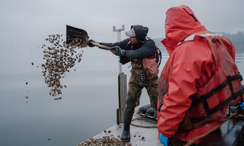 Why the shellfish industry is struggling to hire and retain workers