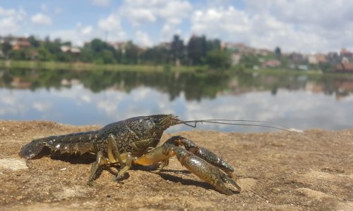 ‘We started eating them’: what do you do with an invasive army of crayfish clones?