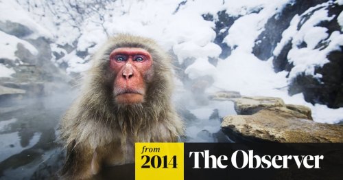 Animals out in the cold - in pictures