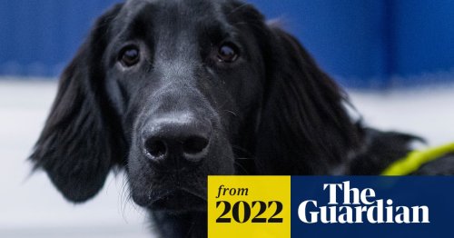 Who’s a clever dog? Scientists study secrets of canine cognition