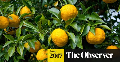 Zest for life: citrus plants to grow at home