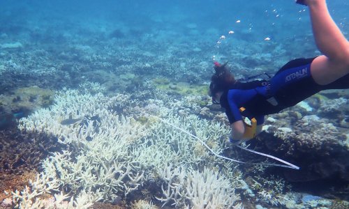 Great Barrier Reef Suffers Third Mass Coral Bleaching Event In Five ...