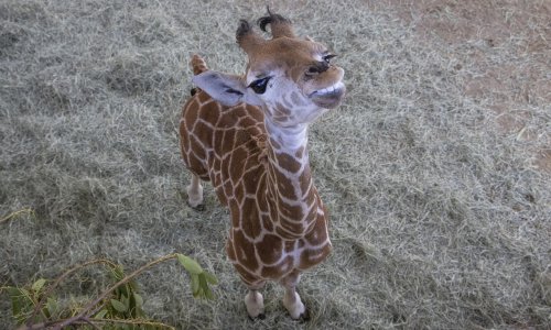‘We saved a giraffe’s life’: calf fitted with braces to correct bent legs
