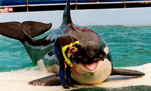 Tokitae, the oldest orca in captivity, has path to freedom after 50 years