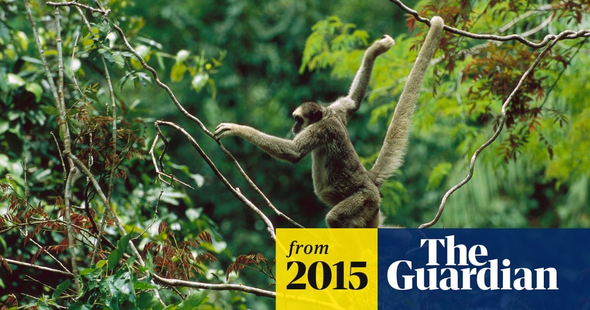 Loss of monkeys and birds in tropical forests driving up carbon emissions