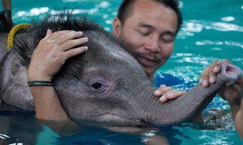 Thai baby elephant receives water therapy – in pictures