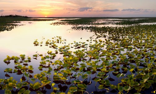 Everglades under threat as Florida's mangroves face death by rising sea level