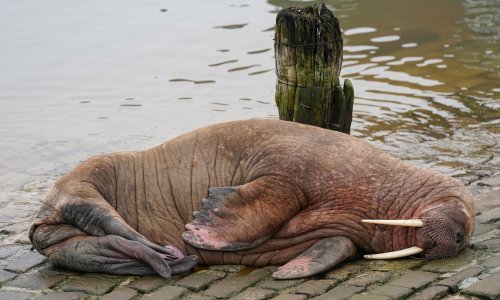 Thor The Disoriented Walrus Enthralled Brits But Cut No Ice With 
