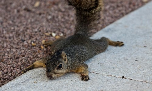City tells New Yorkers: don’t panic about ‘splooting’ squirrels