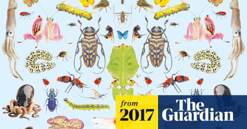 ‘A different dimension of loss’: inside the great insect die-off