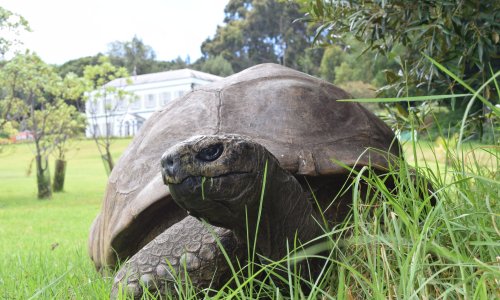 World’s oldest recorded tortoise prepares for 190th birthday party