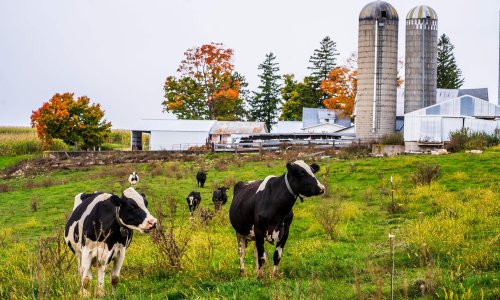 US dairy policies drive small farms to ‘get big or get out’ as monopolies get rich