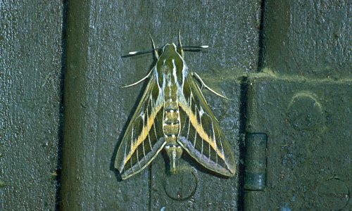Unexpected influx of striped hawkmoths hits southern England