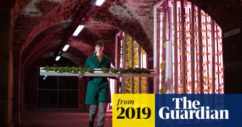 'This is the farming of the future': the rise of hydroponic food labs