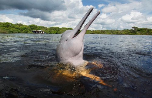 Pink dolphins and reformed Colombian rebels turn no-go zone into ecotourism hit