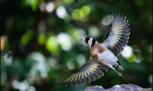 Country diary: Goldfinches one, two, three, lift up into the boughs of the pear tree