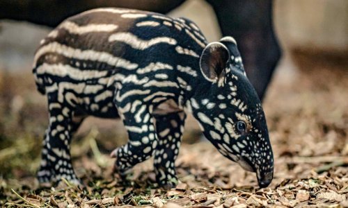Chester zoo hails birth of rare Malayan tapir as ‘important moment’