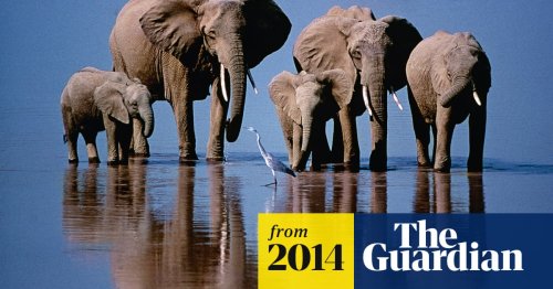 50 Years of Wildlife Photographer of the Year – in pictures