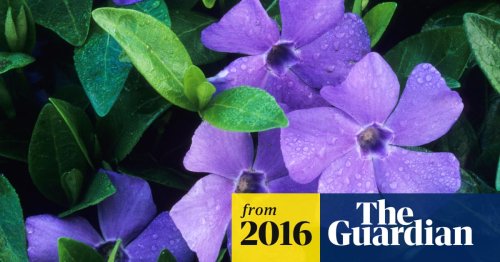 Gardens: Alys Fowler’s top 25 indestructible plants