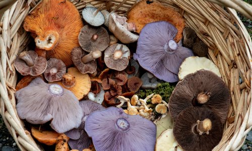 ‘The fungal awakening’: how we came to love (and fear) fungi