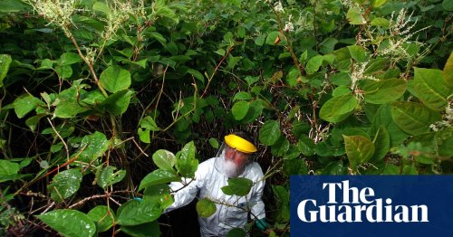 The war on Japanese knotweed