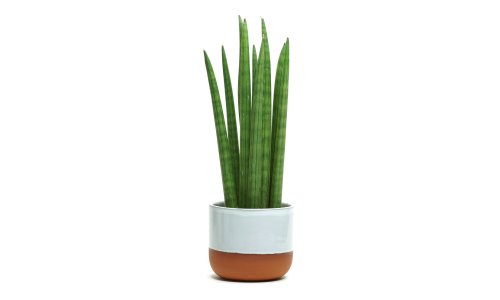 Houseplant of the week: African spear plant