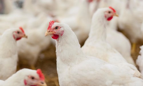 AI could improve welfare of farmed chickens by listening to their squawks