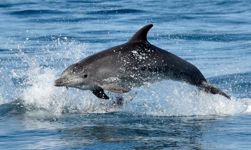 Russia deploys trained dolphins at Black Sea naval base, satellite images show